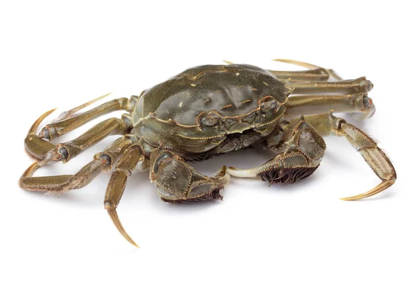 Perfecte Krab Geïsoleerd Witte Achtergrond — Stockfoto