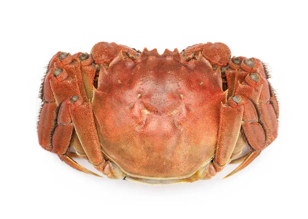 Perfect Crab Isolated White Background — Stock Photo, Image