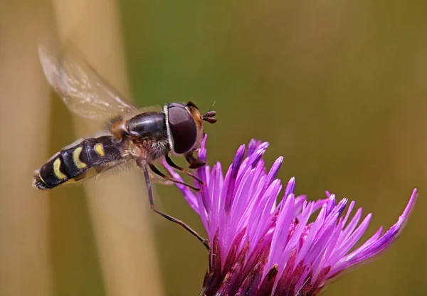 Visita Flores Temprano Gran Picadura Mosca Scavea Selenitica —  Fotos de Stock