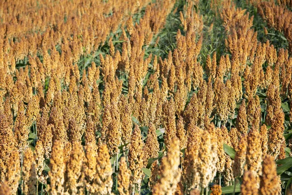 Campo Mijo Verano Durante Día Estiria —  Fotos de Stock