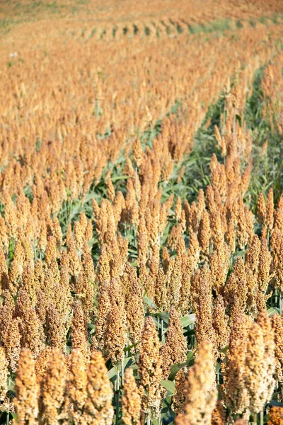 Campo Mijo Verano Durante Día Estiria —  Fotos de Stock