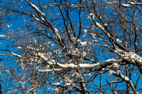 Blauer Himmel Klimawandel Südkalifornien Big Bear Mountain San Bernardino 2016 — Stockfoto