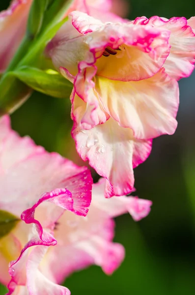 Світло Рожева Квітка Гладіолуса Крупним Планом Примітка Невелика Глибина Різкості — стокове фото