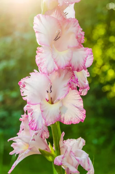 Світло Рожева Квітка Гладіолуса Сонці Впритул Примітка Невелика Глибина Різкості — стокове фото