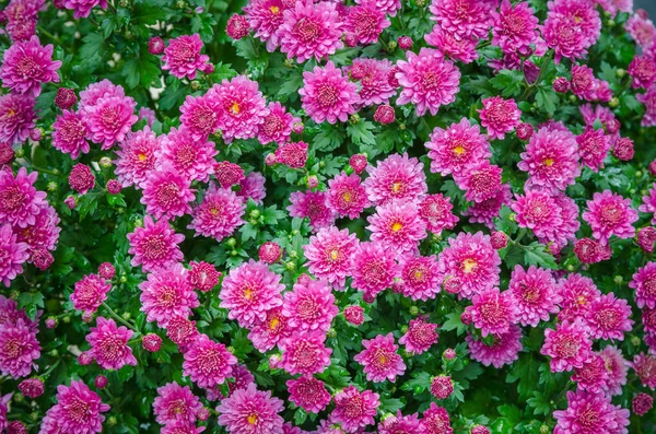 Саду Цветет Розовая Хризантема — стоковое фото