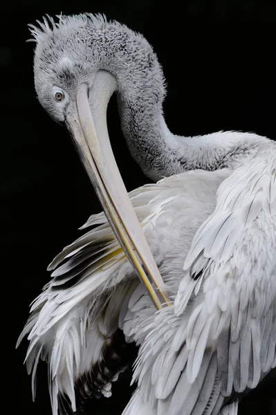 Pelikan Tüylerini Alçılıyor — Stok fotoğraf