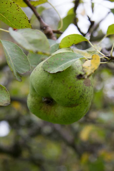 Árvore Pêra Com Fruta Verde Close Após Chuva Dia Styria — Fotografia de Stock