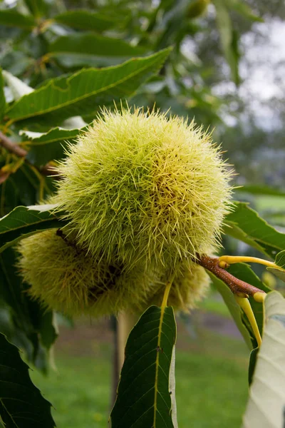 Edelkastanienbaum Mit Früchten Nahaufnahme Nach Regen Tag Der Steiermark — Stockfoto