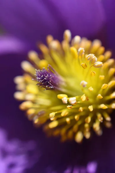 美しい植物画 自然壁紙 — ストック写真