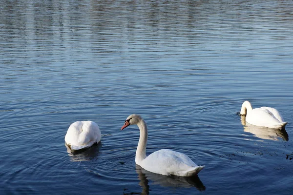 Три Лебедя Озере — стоковое фото