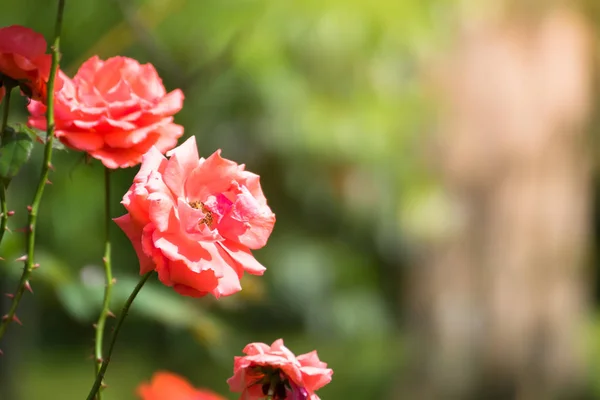 Roses Dans Jardin Les Roses Sont Belles Avec Une Belle — Photo