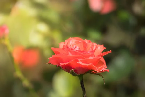 Roses Dans Jardin Les Roses Sont Belles Avec Une Belle — Photo