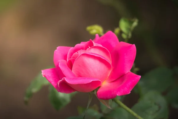 Rosas Jardín Rosas Son Hermosas Con Hermoso Día Soleado — Foto de Stock