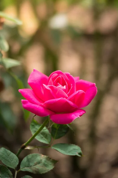 Rosas Jardín Rosas Son Hermosas Con Hermoso Día Soleado — Foto de Stock