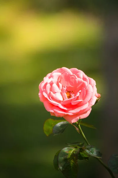 Rosen Garten Rosen Sind Schön Mit Einem Schönen Sonnigen Tag — Stockfoto