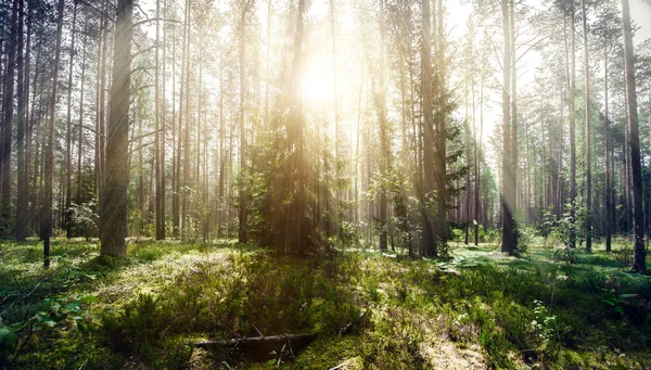 Wilde Bäume Wald Sommergrüne Landschaft — Stockfoto