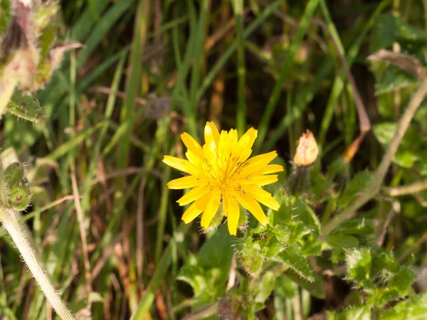 Primer Plano Hermosa Flor Pétalo Único Amarillo Cabeza Achicoria —  Fotos de Stock