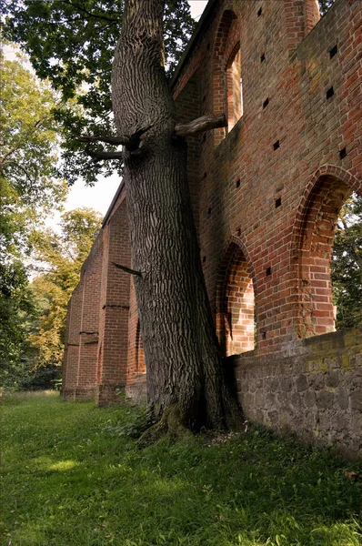 Gotiska Kloster Ruin Boitzenburg Med Träd — Stockfoto