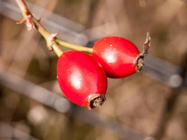 Fechar Acima Dois Rosehips Maduros Vermelhos Fora Queda Arbusto — Fotografia de Stock