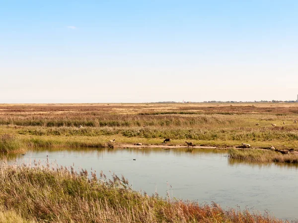 Solig Flod Ström Scen Naturreservat Med Får Tittar Fält Över — Stockfoto