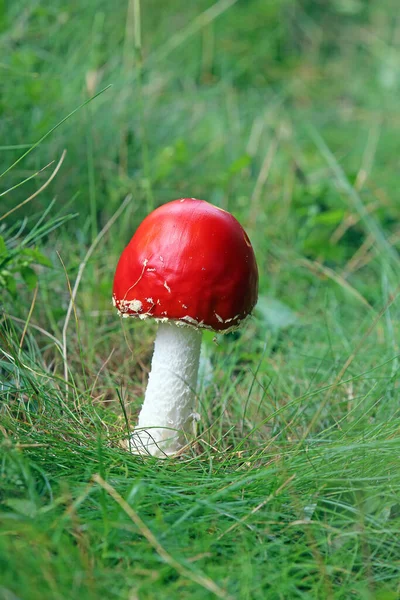 Mucha Agaric Amanita Muscaria Vom Vigiljoch Południowym Tyrolu — Zdjęcie stockowe