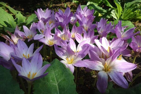 Crocus Crocus Virágok Tavaszi Virágszirmok — Stock Fotó