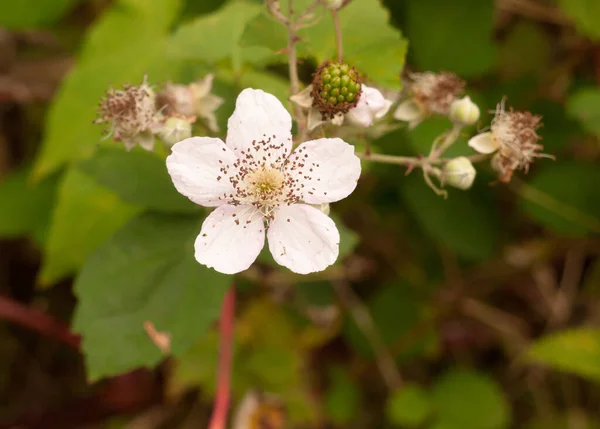 Blanco Bramble Flor Cabeza Completo Flor Pétalos Cerca —  Fotos de Stock