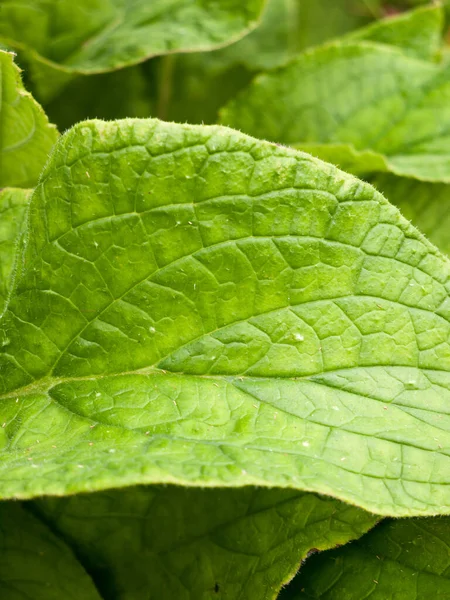 Leaf Background Green Texture Pattern Foliage Detail — Stock Photo, Image