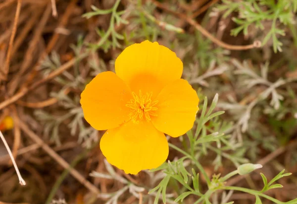 Cantik Oranye Emas Empat Kelopak Bunga Menutup — Stok Foto