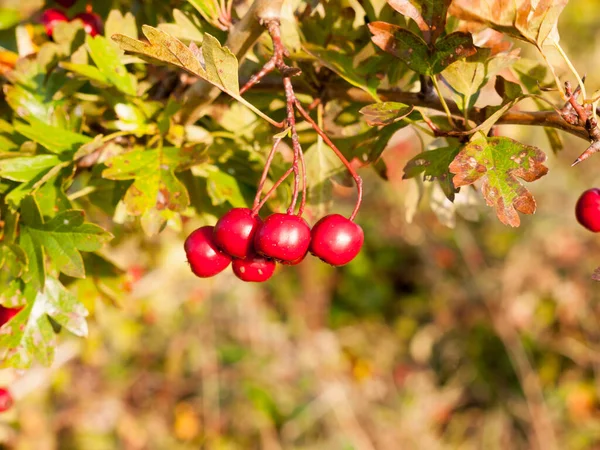 Beautiful Small Red Ripe Hawthorn Berries Tree Close — Stock Photo, Image