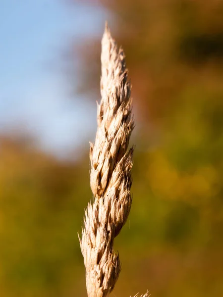 Gerst Gras Top Stam Detail Bloem Enkele Close — Stockfoto