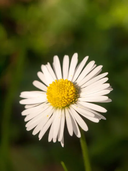 Margarida Plena Flor — Fotografia de Stock