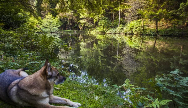 Perro Shepperd Bosque Lago Fauna Naturaleza Paisaje Tranquilo — Foto de Stock