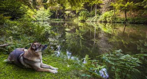 Perro Shepperd Bosque Lago Fauna Naturaleza Paisaje Tranquilo — Foto de Stock