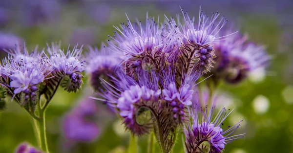 ファセリアの花が咲くビオレット自然野の花を閉じます — ストック写真