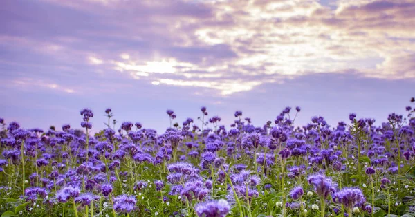 Phacelia Çiçekleri Menekşe Çiçeği Açan Doğa Tarım Alanları — Stok fotoğraf