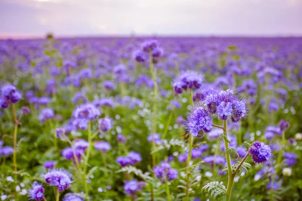 Phacelia Kwiaty Pole Fioletowe Kwitnące Natura Pola Rolnicze — Zdjęcie stockowe