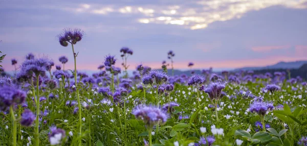 Phacelia Blumen Blühendes Feld Bei Der Morgendämmerung Himmel Landschaft — Stockfoto