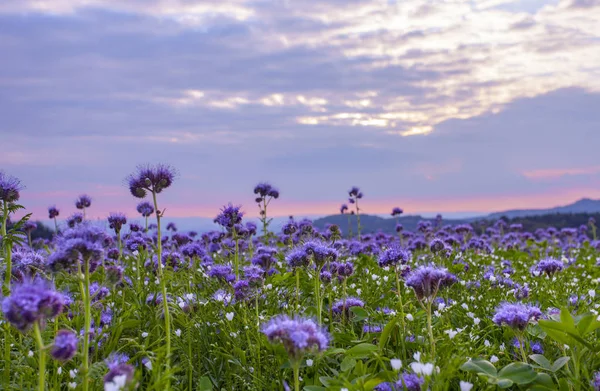 Phacelia Çiçekleri Menekşe Çiçeği Açan Doğa Tarım Alanları — Stok fotoğraf