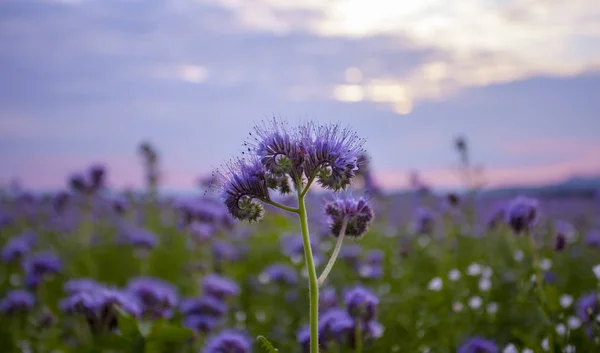 Phacelia Kwiaty Kwitnące Pole Świcie Niebo Krajobraz — Zdjęcie stockowe