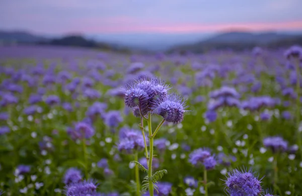 Phacelia Kwiaty Kwitnące Pole Świcie Niebo Krajobraz — Zdjęcie stockowe