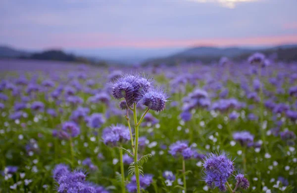 Phacelia Çiçekleri Şafak Vakti Çiçek Açan Gökyüzü Manzarası — Stok fotoğraf