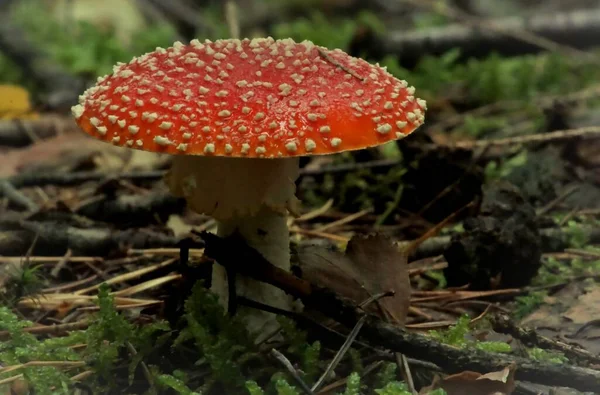 Vliegen Agaric Scherm Bosbodem — Stockfoto