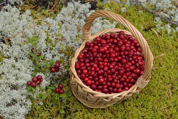 Cranberries Bast Basket — Stock Photo, Image