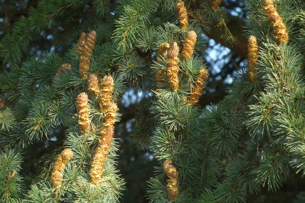 Kleurrijke Achtergrond Voor Kerst Nieuwjaar Vakantie Kaart — Stockfoto