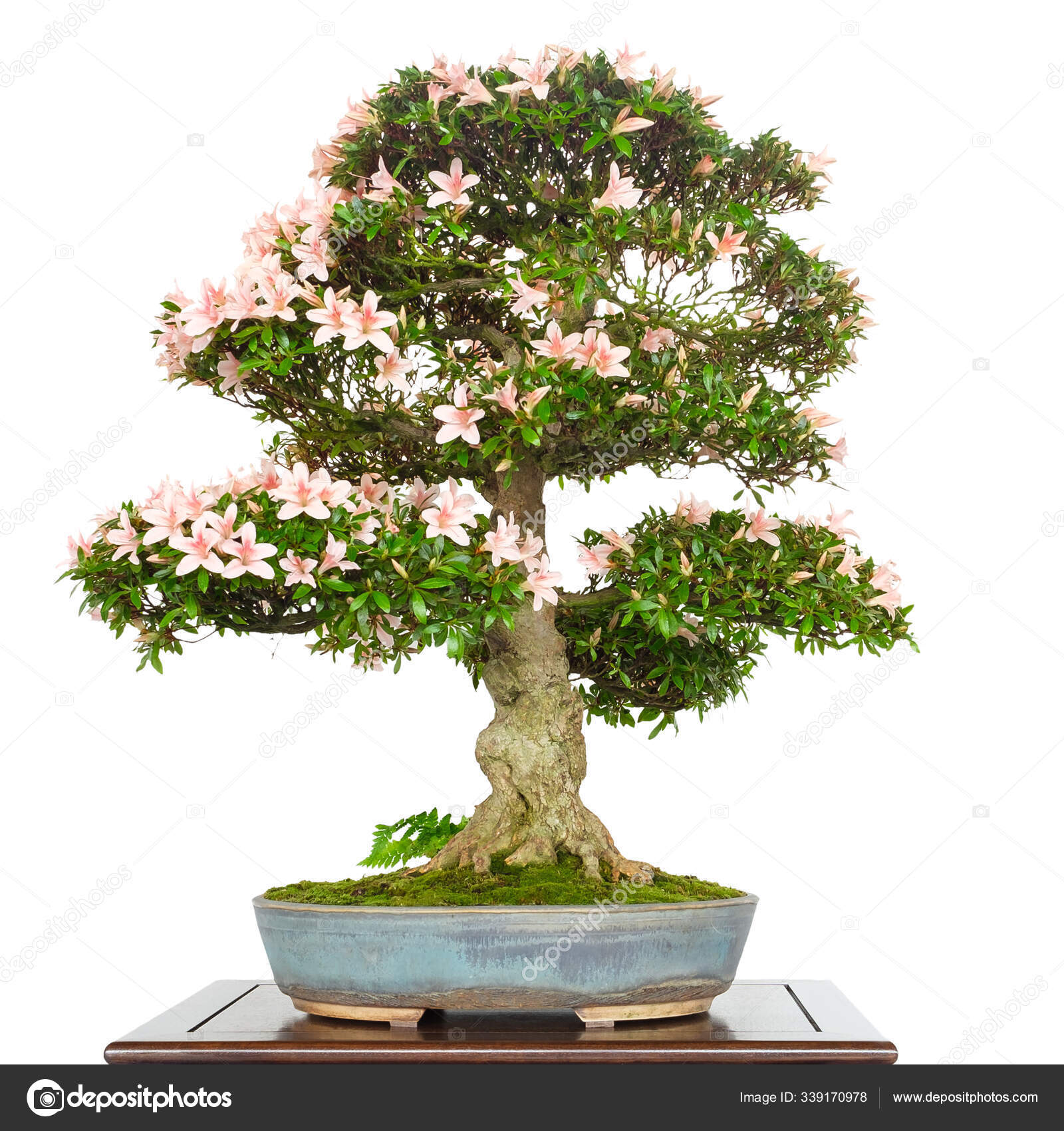 Azalea Rhododendron Bonsai Tree Pink Flowers Cut Out Stock Photo by
