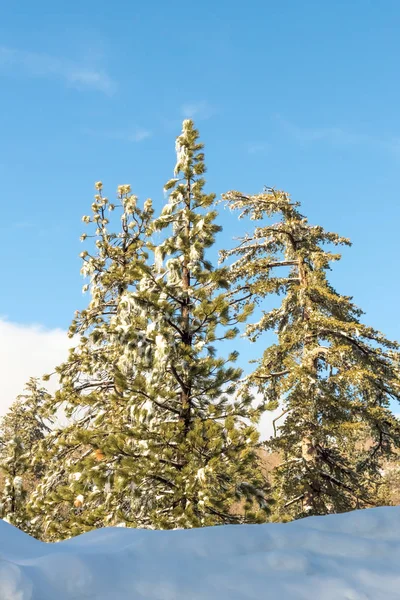 Wüstenpflanzen Unter Schnee Klimawandel Südkalifornien Großer Bärenberg San Bernardino 2016 — Stockfoto