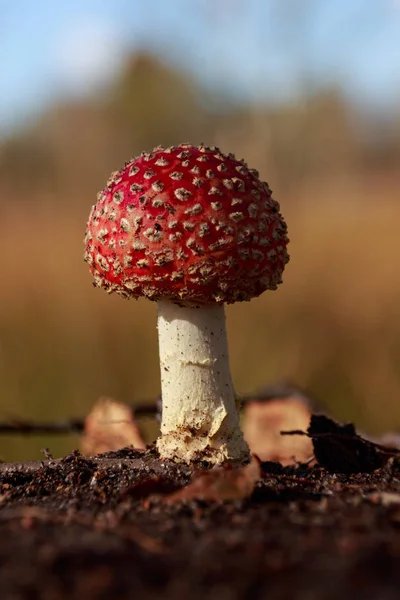 Portrét Záběr Jedné Mouchy Agaric Pozadí Velmi Krásné Rozostření — Stock fotografie