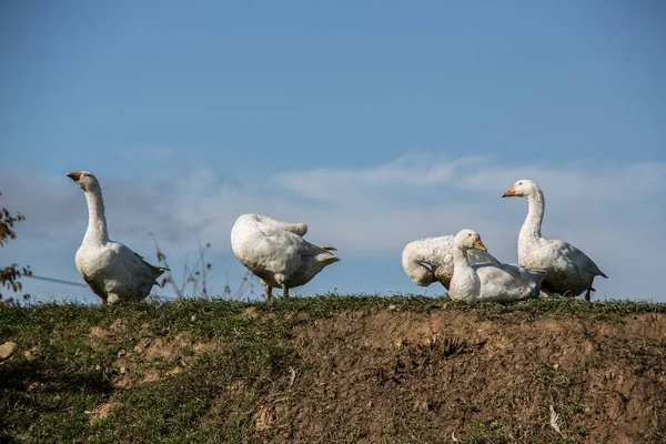 Cría Ganso Granja — Foto de Stock