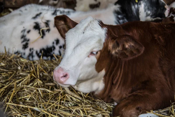 Cows Natural Landscape Selective Focus — Stock Photo, Image